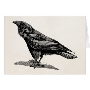 Illustration vintage d'oiseau de merle de
