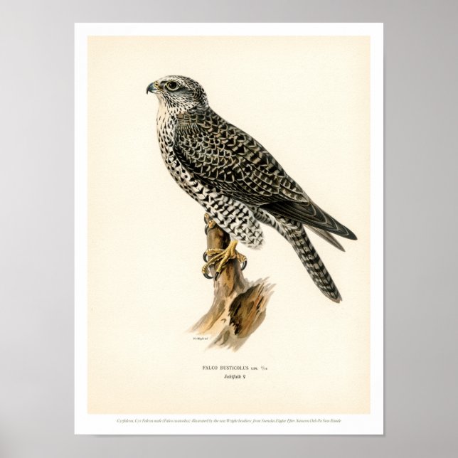 Illustration vintage d'oiseaux - Poster de Faucon  (Devant)