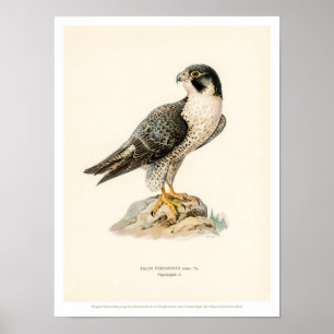 Illustration vintage d'oiseaux - Poster du faucon 