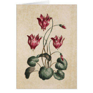 Illustration vintage du cyclamen végétal
