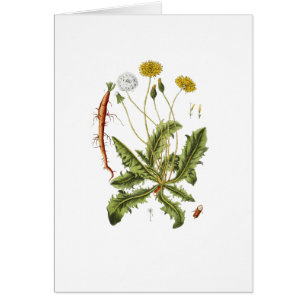 Illustration vintage du Dandelion