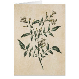 Illustration vintage du jasmin végétal