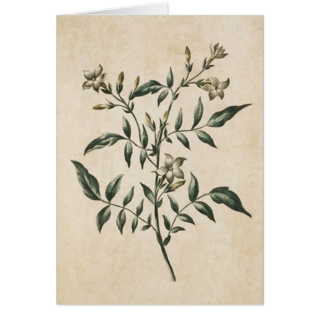 Illustration vintage du jasmin végétal (Devant)