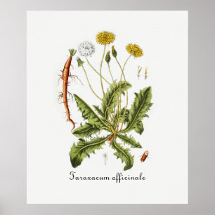 Illustration Vintager Löwenzahn Poster