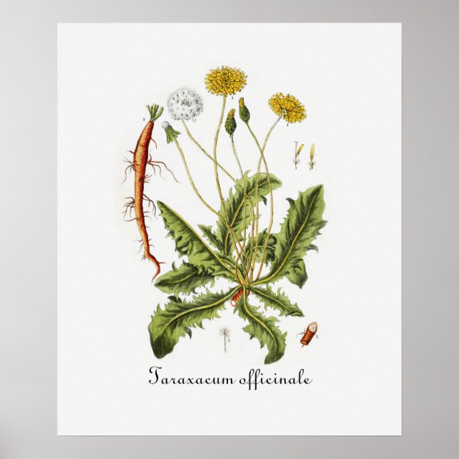 Illustration Vintager Löwenzahn Poster (Vorne)