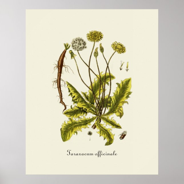 Illustration Vintager Löwenzahn Poster (Vorne)