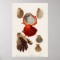 Illustration Vintager Muscheln
