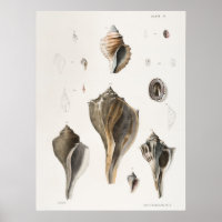 Illustration Vintager Muscheln