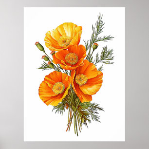 Illustration Vintager Poppies aus Kalifornien Poster