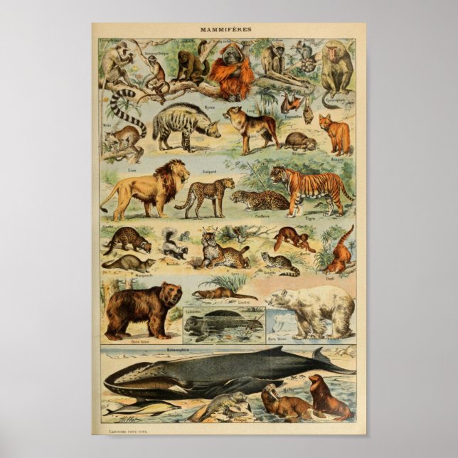 Illustration Vintager wild lebender Tiere Poster (Vorne)