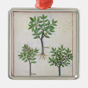 Illustration vom 'Buch der einfachen Medizin Silbernes Ornament