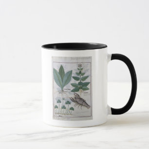 Illustration vom 'Buch der einfachen Medizin Tasse