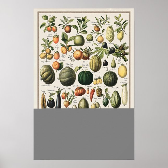 Illustration von Adolphe Millot: Antike Gemüse Poster (Vorne)