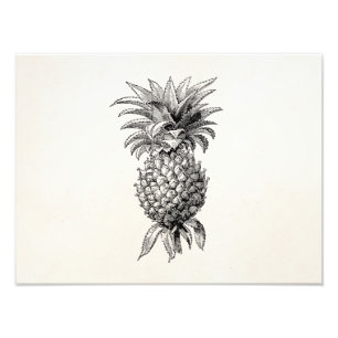 Illustration von Ananas aus der viktorianischen Ze Fotodruck