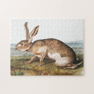 Illustration von Kaninchen (Lepus Texianus)