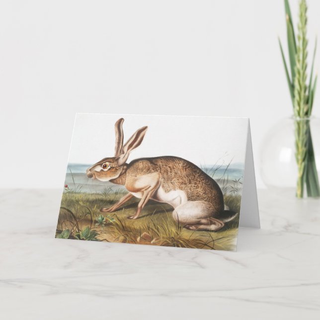 Illustration von Kaninchen (Lepus Texianus) Karte (Vorderseite)
