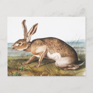 Illustration von Kaninchen (Lepus Texianus) Postkarte