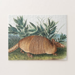 Illustration von neunbanded Armadillo (Dasypus Peb
