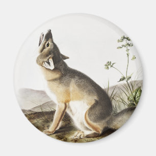 Illustration von Swift Fox (Vulpes velox) Magnet