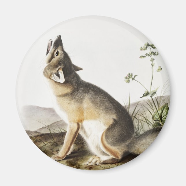 Illustration von Swift Fox (Vulpes velox) Magnet (Vorne)