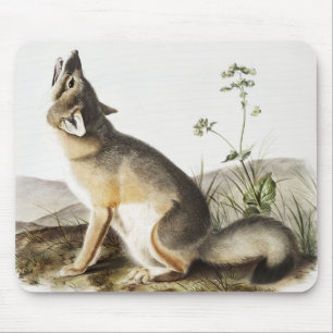 Illustration von Swift Fox (Vulpes velox) Mousepad