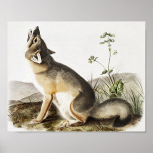 Illustration von Swift Fox (Vulpes velox) Poster