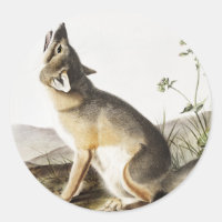 Illustration von Swift Fox (Vulpes velox)