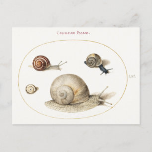 Illustration von vier Schnecken Postkarte