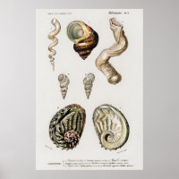 Illustration von Vintage-Meeresschnecken