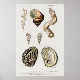 Illustration von Vintage-Meeresschnecken Poster