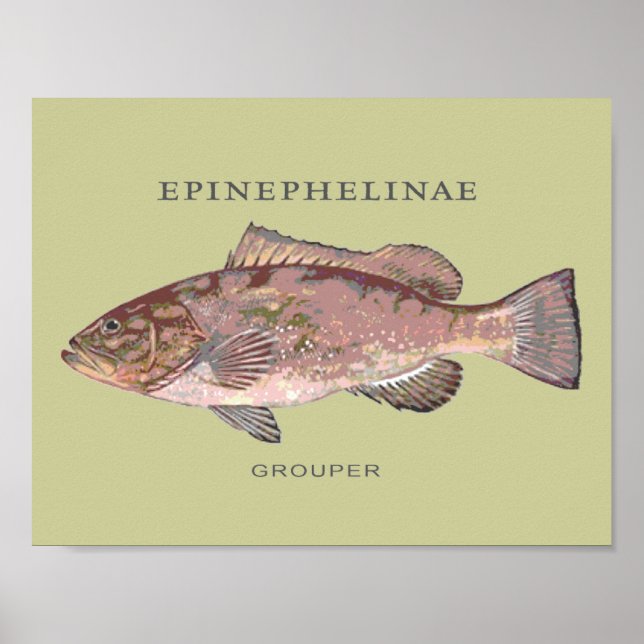 Illustration von Zackenbarschen Poster (Vorne)
