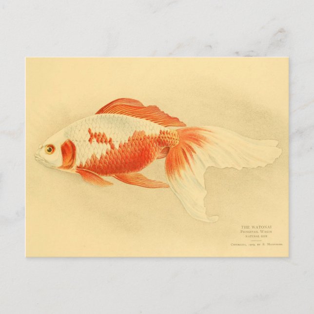 Illustration Watonai Goldfisch Koï Postkarte (Vorderseite)