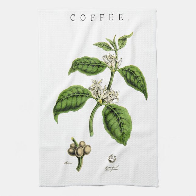 Illustration zur Pflanze des Vintagen Kaffees Handtuch (Vertikal)
