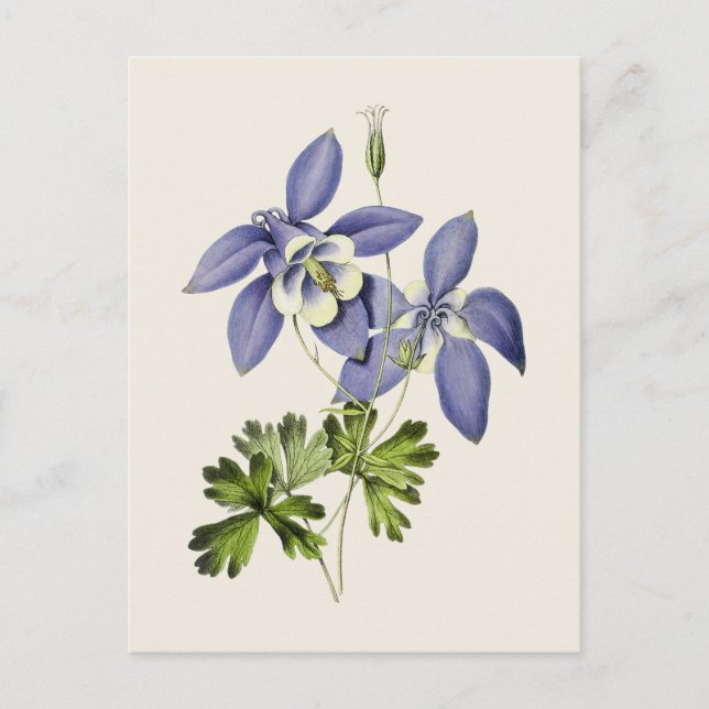 Illustration zur Vintagen blauen Kolumbin-Blume Postkarte (Vorderseite)