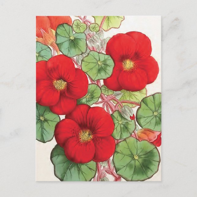 Illustration zur Vintagen Blume "Nasturtium" Postkarte (Vorderseite)