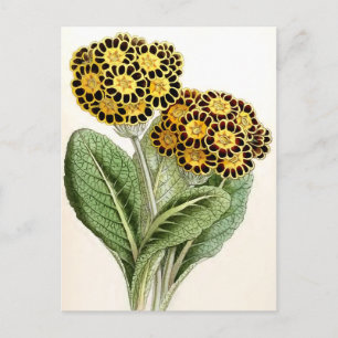 Illustration zur Vintagen Blume "Polyanthus" Postkarte