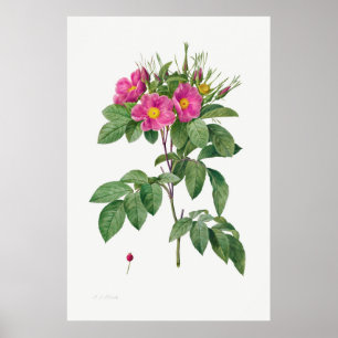 Illustration zur Vintagen Rose Poster