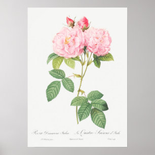Illustration zur Vintagen Rose Poster
