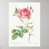 Illustration zur Vintagen Rose