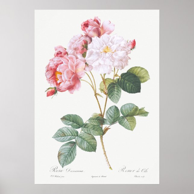 Illustration zur Vintagen Rose Poster (Vorne)