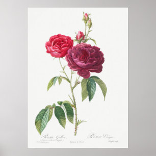 Illustration zur Vintagen Rose Poster