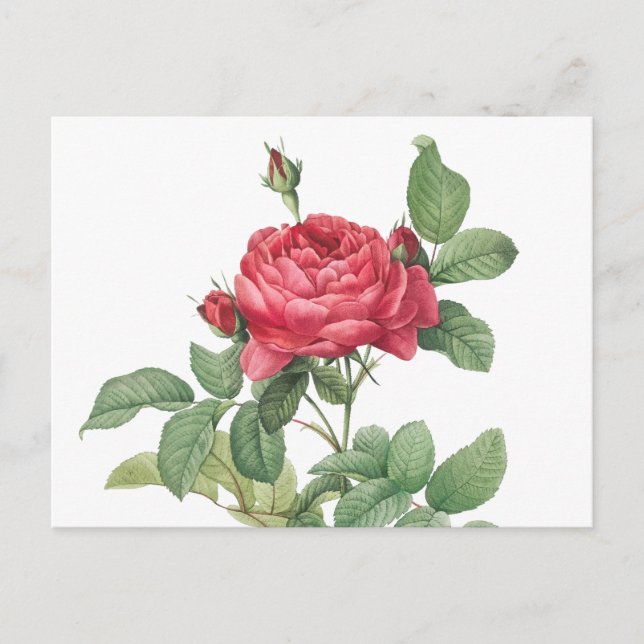 Illustration zur Vintagen Rose Postkarte (Vorderseite)