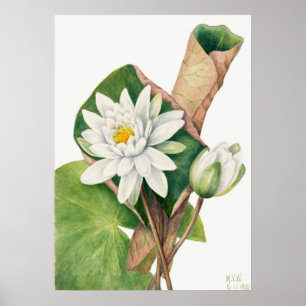 Illustration zur Vintagen Wasserlilie Poster