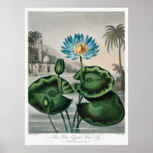 Illustration zur Vintagen Wasserlilie