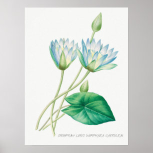 Illustration zur Vintagen Wasserlilie Poster