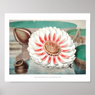 Illustration zur Vintagen Wasserlilie Poster