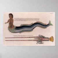 Illustrationen einer Sirene und eines Hummers