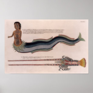 Illustrationen einer Sirene und eines Hummers Poster