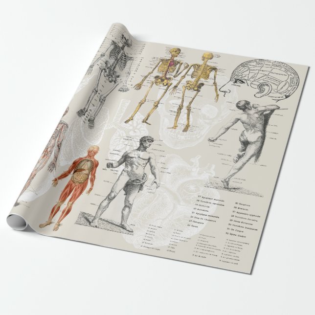 Illustrationen zur Vintagen Anatomie Geschenkpapier (Ungerollt)