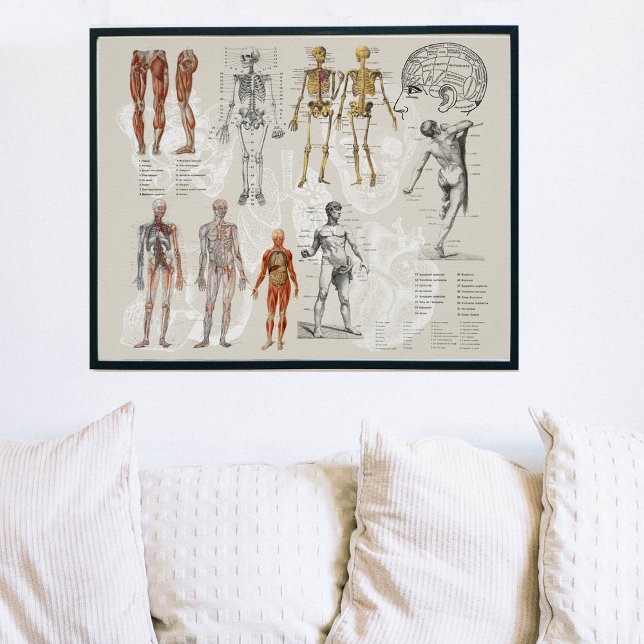Illustrationen zur Vintagen Anatomie Poster (Von Creator hochgeladen)